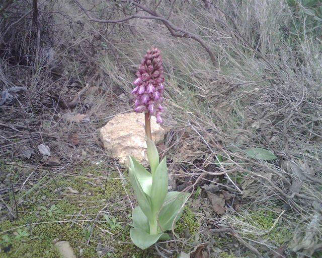 Barlia robertiana anche in liguria!